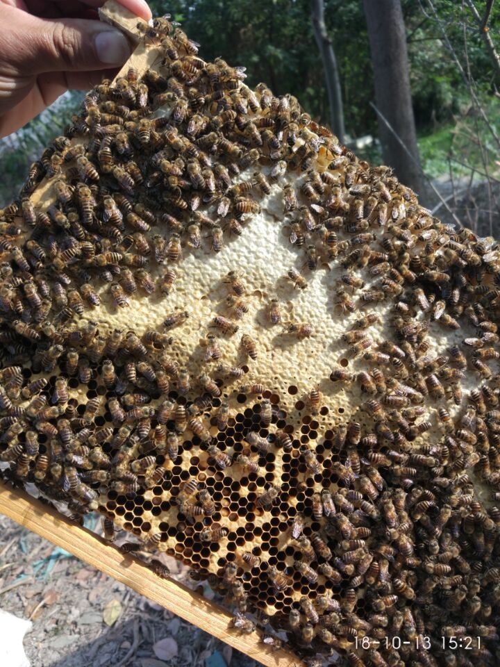 欧幼病、应急烂子、除草剂中毒、大幼虫不封盖病鉴别