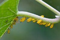 防治蚜虫的妙招,蚜虫物理防治措施