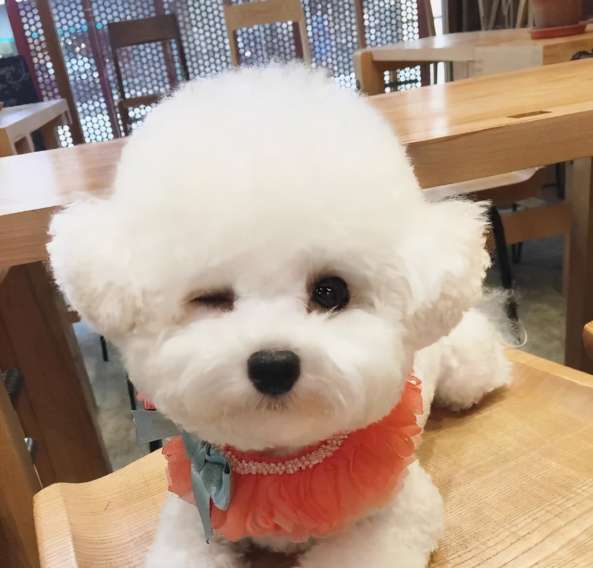 小奶狗为什么总爱咬脚扑腿,小奶狗喜欢咬手怎么办