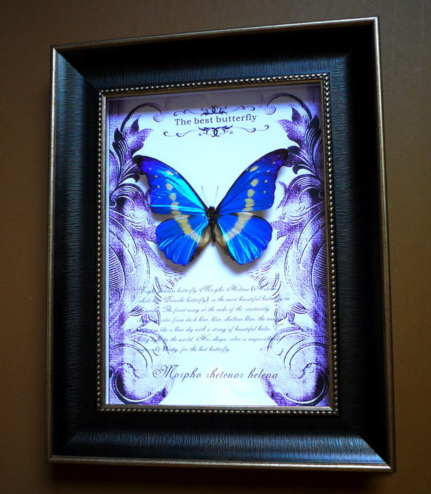 价值倾城的昆虫界颜值担当——光明女神蝶：虫界C位就是我