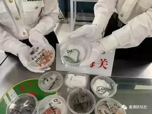 过香港海关有必要戴防护帽吗,香港海关违禁品清单