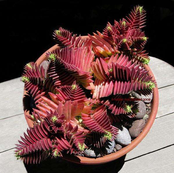 茜之塔多肉怎么样养,茜之塔徒长的样子