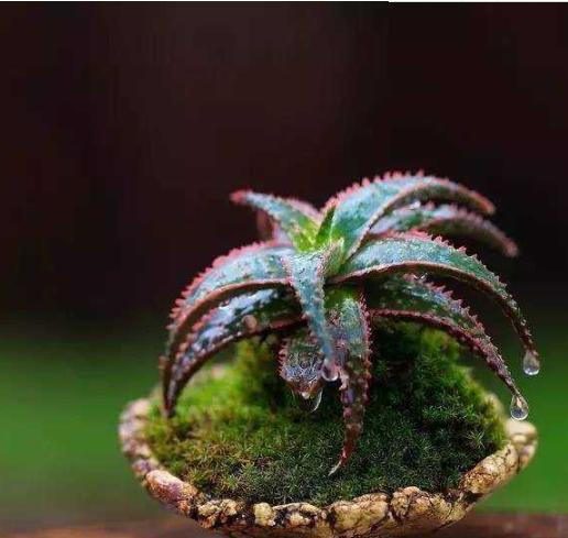 芦荟叶片发红怎么回事,芦荟叶片慢慢发黄是怎么回事