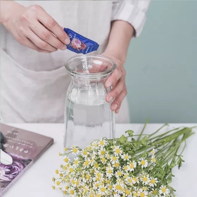 洋甘菊花怎么养护,洋甘菊的醒花及养护