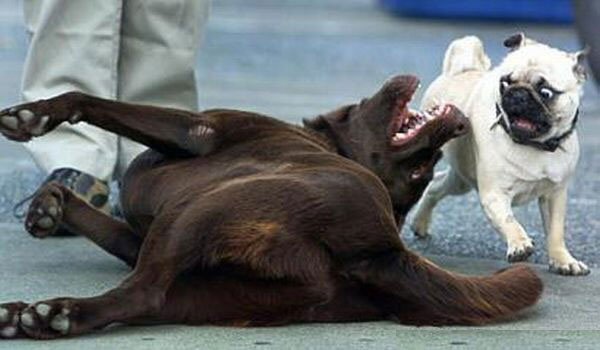 狗狗无缘无故凶人怎么回事,狗狗无缘无故凶你