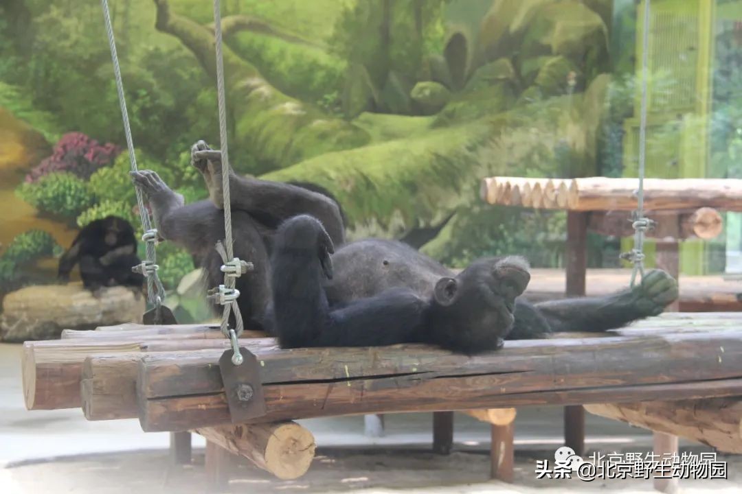 我的“欧慨”找不到啦