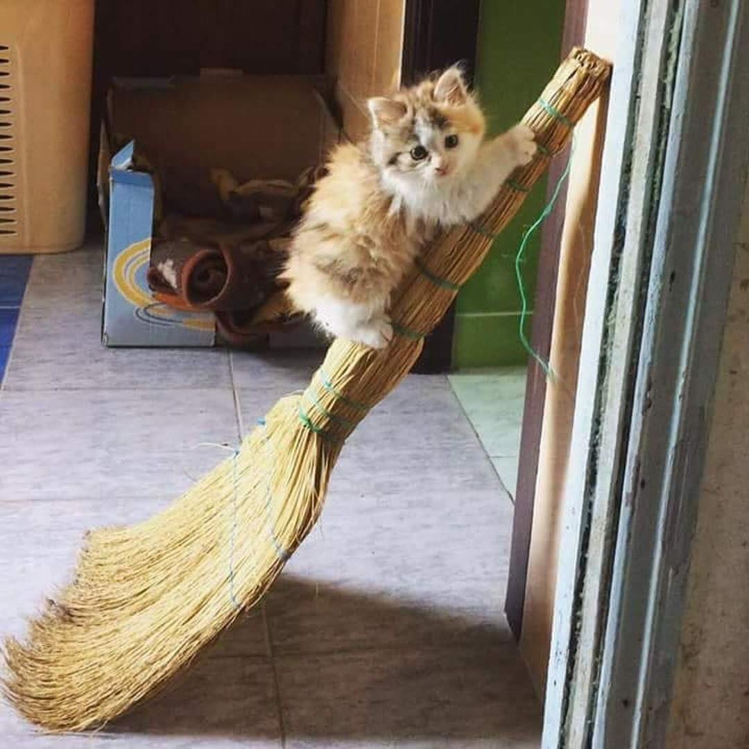 猫咪流口水口臭精神食欲都不好,猫咪拉肚子但是精神好有食欲