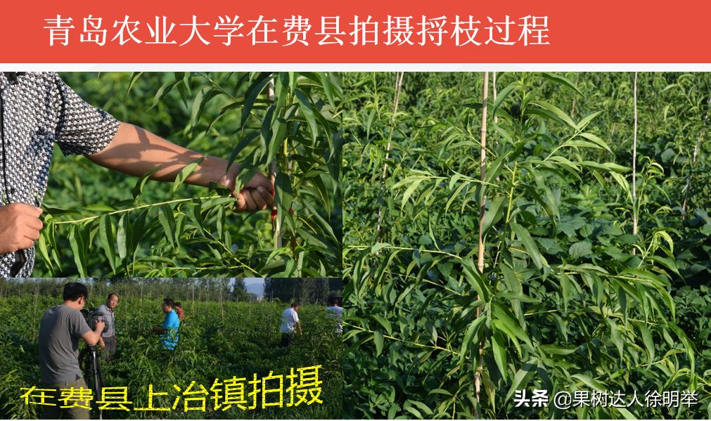 桃树修剪剪刀买什么样的,桃树整形修剪技术