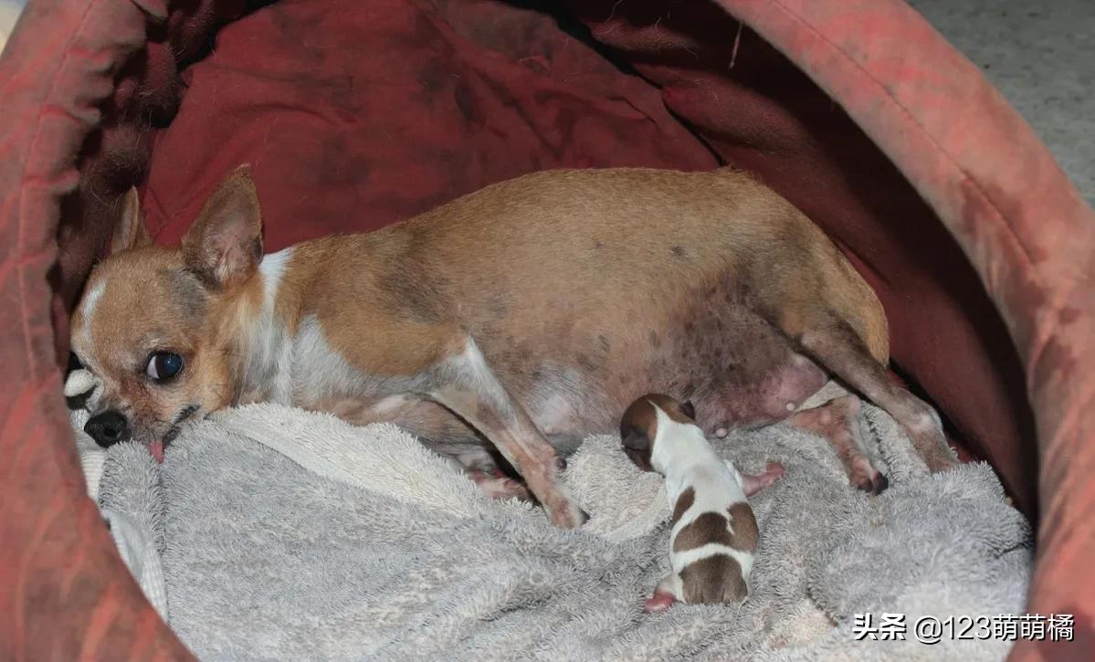 不会解说的解说员——《隔壁家的母狗生娃过程》