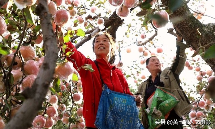 农村老宅一棵大槐树,古村落百年老槐树
