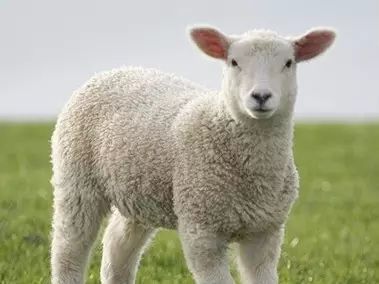 中长款羊毛大衣100%羊毛双面的,一件羊毛大衣需要多少布料