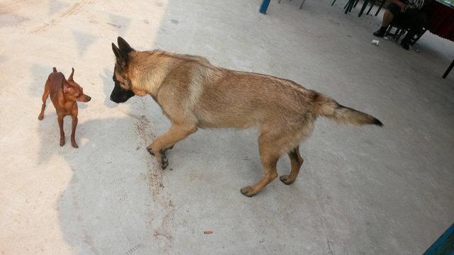 伸舌头的小鹿犬,爱洗澡的小鹿犬