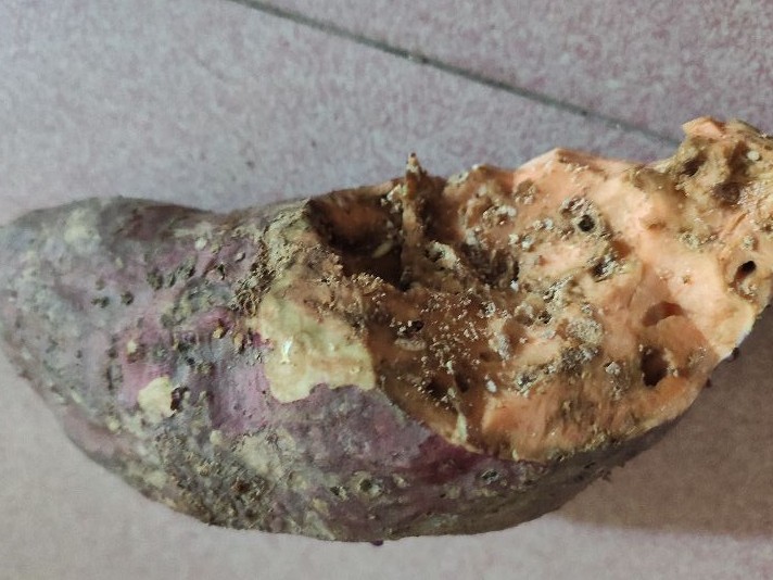 红薯和什么放一起容易坏,红薯要怎么存放才不会长虫