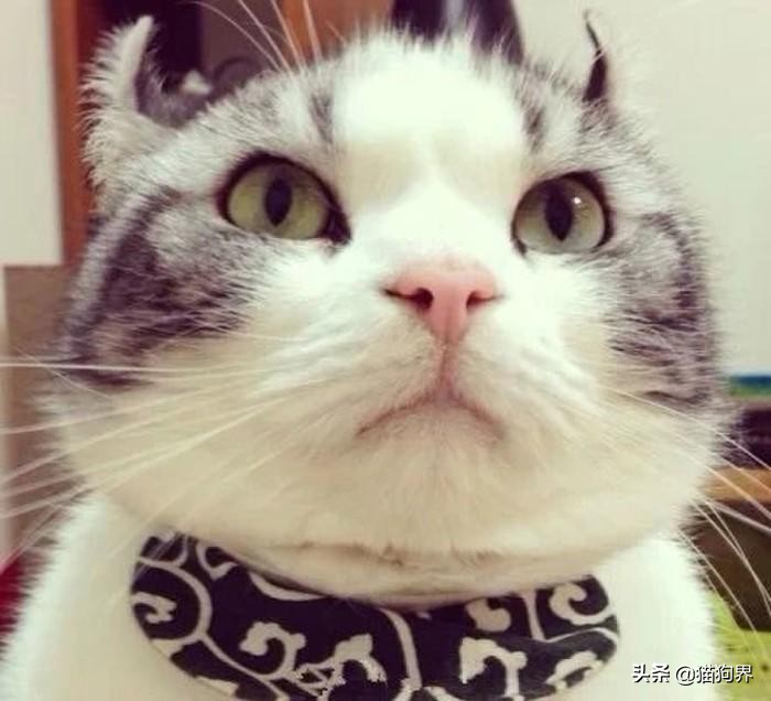 猫咪生病期间怎么护理比较好呢,猫咪生病治疗小技巧