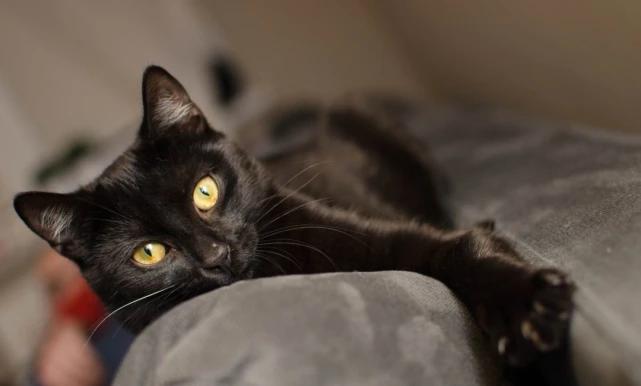 中华田园猫黑猫绿眼,中国田园猫咪黑猫