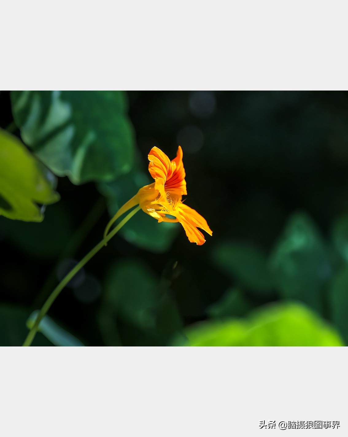 佳能24105红圈镜头测评,佳能24105红圈镜头价位