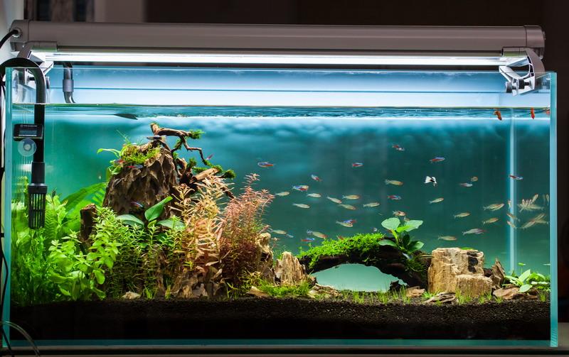 水草造景用什么水草最好,水草种植养鱼教程