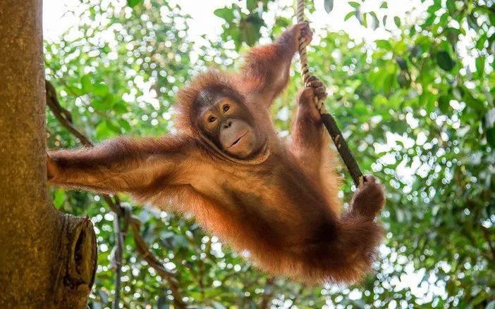 春节广州长隆野生动物世界攻略,广州长隆野生动物世界旅游攻略
