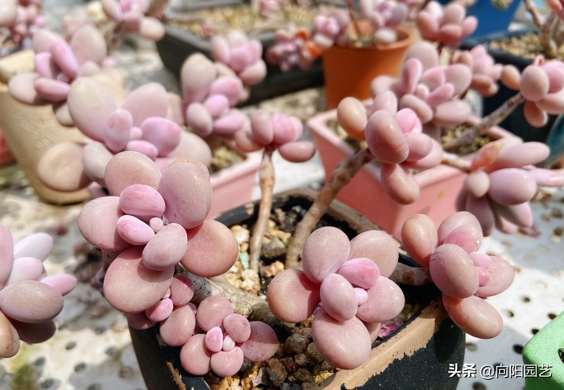 好看好养的植物推荐,最受欢迎的10大多肉品种