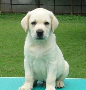 导盲犬没有勋章视频,可以当导盲犬的有哪几种狗狗