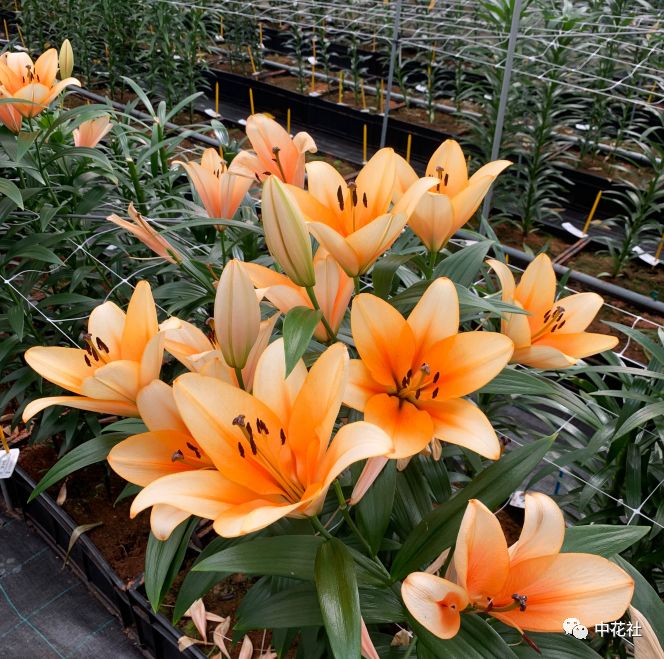 百合种球“*私走**”案引发蝴蝶效应，业内：这只是刚开始