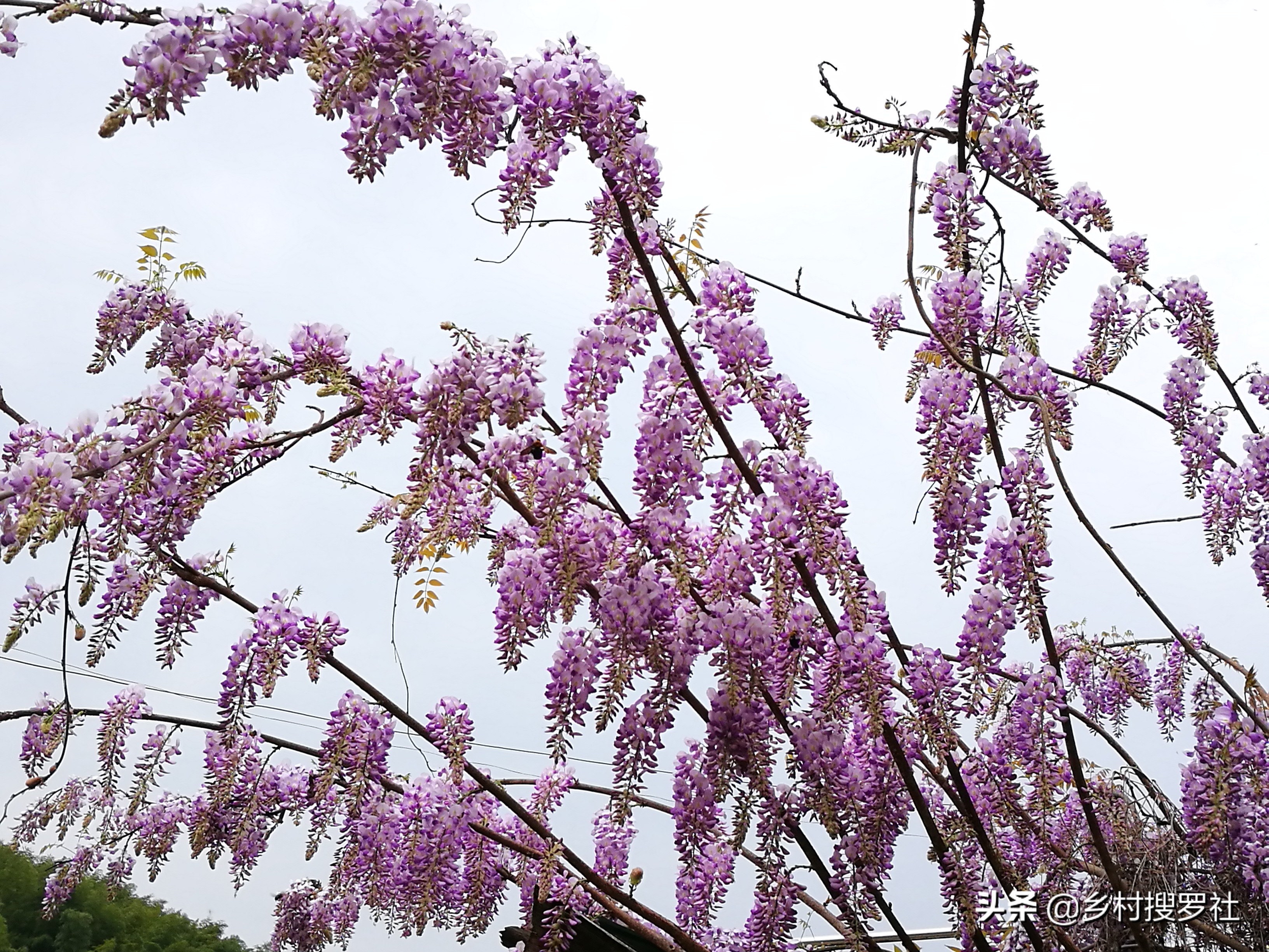 紫藤从幼苗开始经过几年才能开花,紫藤下山老桩的嫁接法