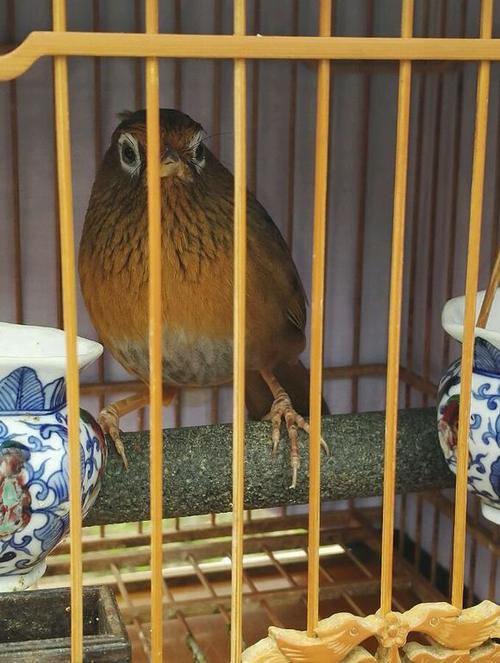 画眉最危险的方法,画眉不叫会撞头