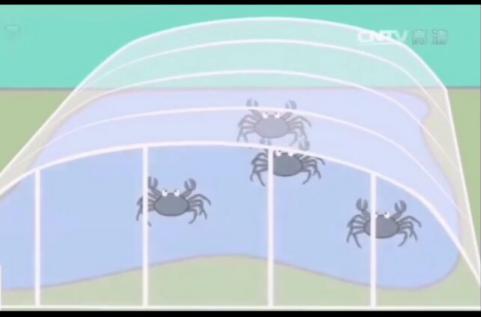 大闸蟹养殖技术方法和步骤,大闸蟹养殖的正确方法