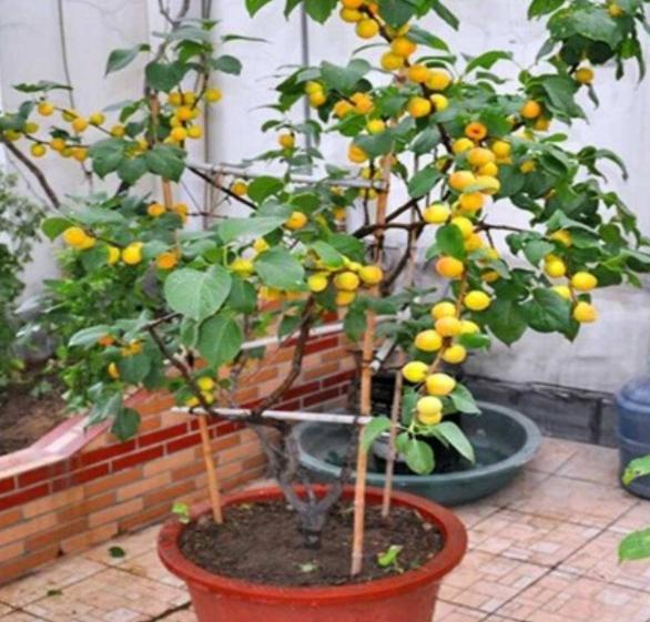 姘存灉鏋滄牳涓嶈鎵旂泦鏍界璧锋潵,涓夌姘存灉绫戒笉鑳芥斁鐩嗛噷