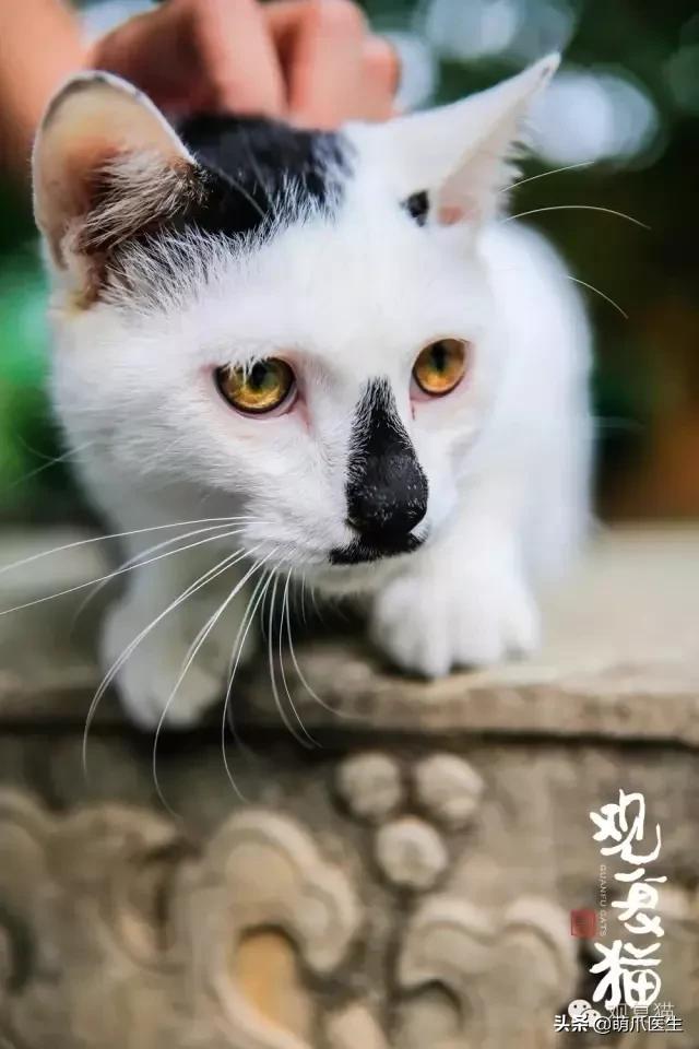 中华田园猫就是叫土猫？论给猫起名，古人可比我们强多了