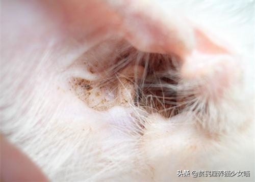 耳螨能彻底治愈是什么样子的,耳螨有自愈的可能吗