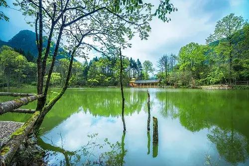 万亩杜鹃花开！邂逅野生水鹿，观云海住树屋，成都自驾3.5h就到！