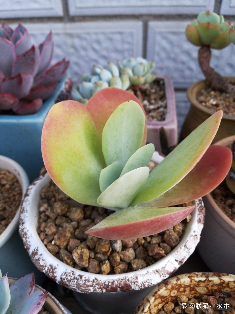 才两个月，多肉的颜值就被夏天偷走了