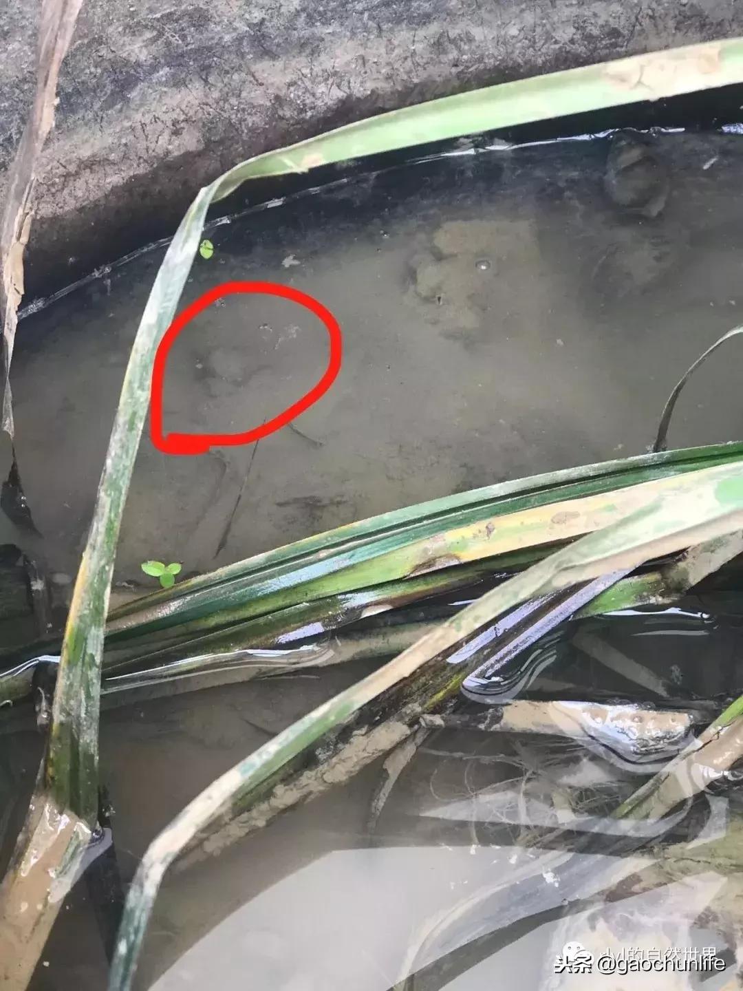 草龟难养,养草龟笔记