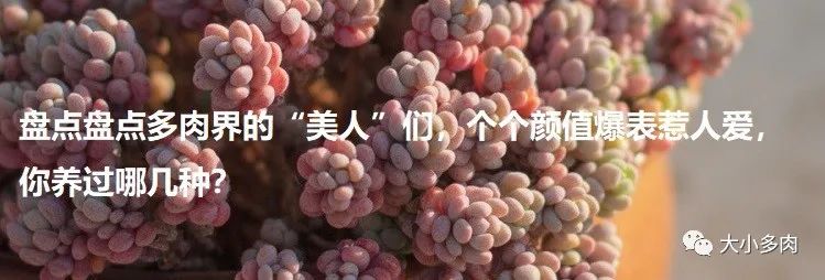 乒乓福娘锦的繁殖方法,乒乓福娘可以叶插繁殖吗