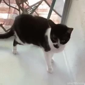 芝士为什么能顶住猫,最近网上说一片芝士就能封印猫咪