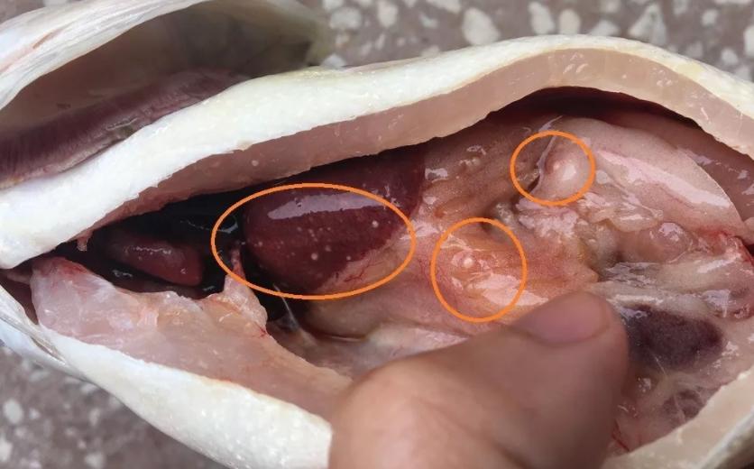 鲈诺卡氏菌使用方法,鲈鱼诺卡氏菌的最佳治疗方法