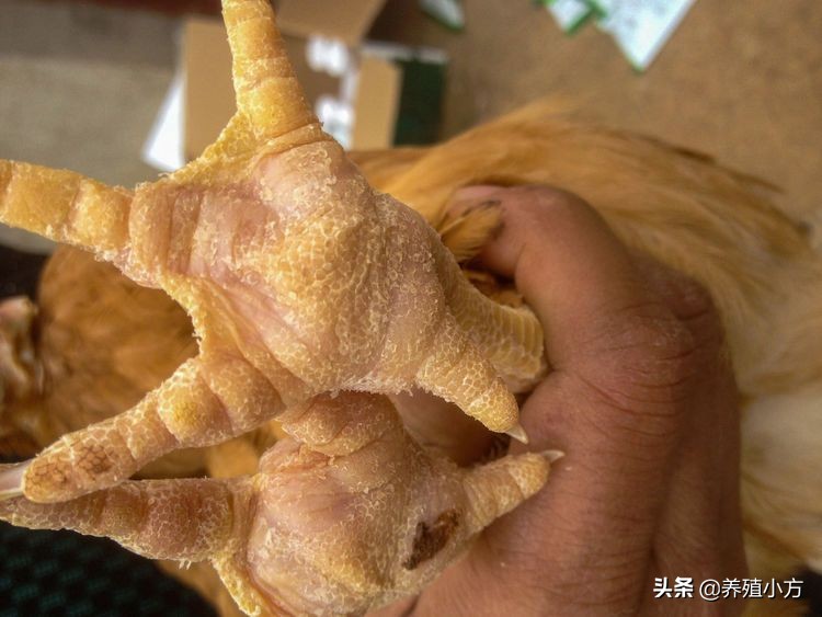 鸡的滑液囊支原体如何防控,滑液囊支原体对鸡有危害吗