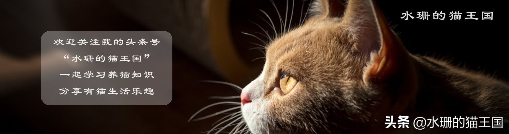 看看你的猫属于什么类型的玩家？如何正确跟猫咪玩耍