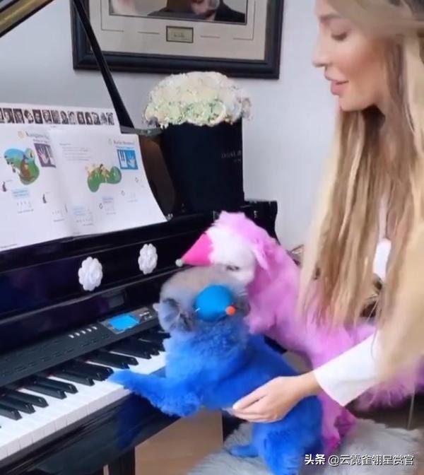 美国28岁女子被自家宠物狗咬死,美国23岁女孩遭虐待