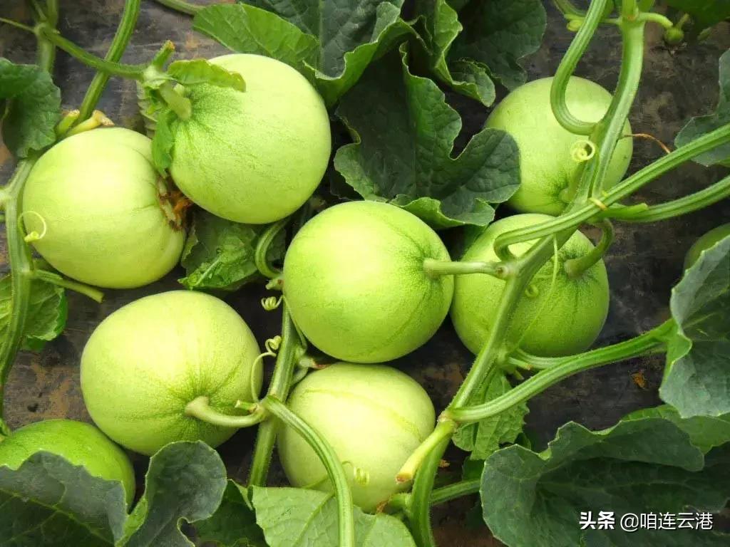 连云港现在采摘园有什么可以摘,连云港11月份采摘