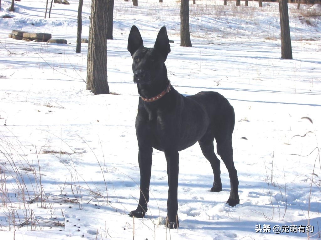 中国黑狼犬警犬,黑狼犬威猛视频