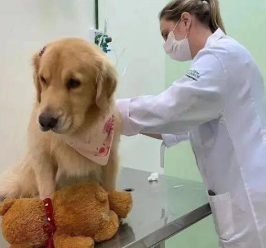 十大不建议养金毛犬的原因,养金毛犬要关注什么