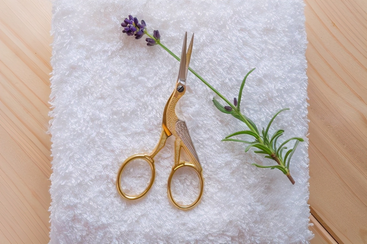 世界上最好吃的水果盆栽,世界上最好吃的花排名