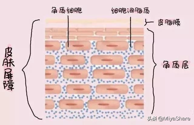 皮肤营养过剩的症状,营养过剩皮肤会过敏是什么原因