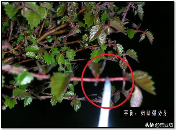 “选芽与摘芽”盆景树形稳定一半都靠它，盆景耐心与细心的试练