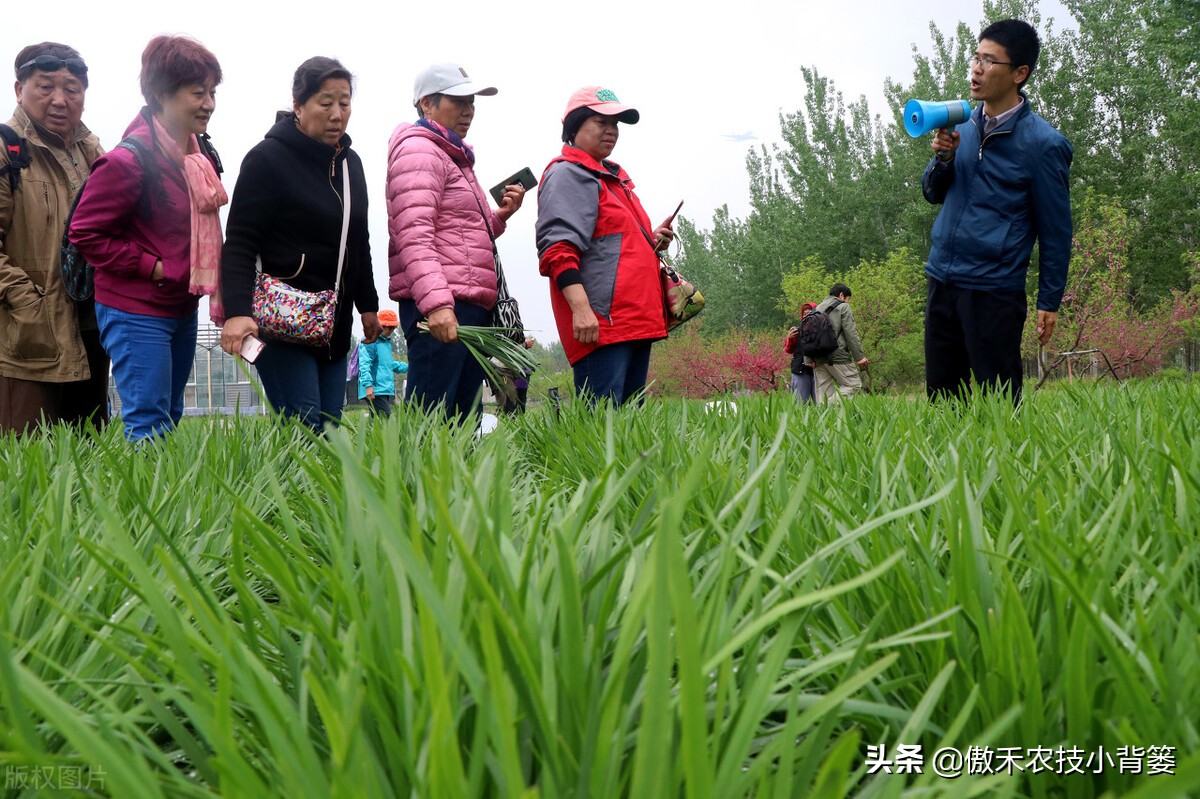 韭菜种植一两年要换土,韭菜种植盆栽多久采收