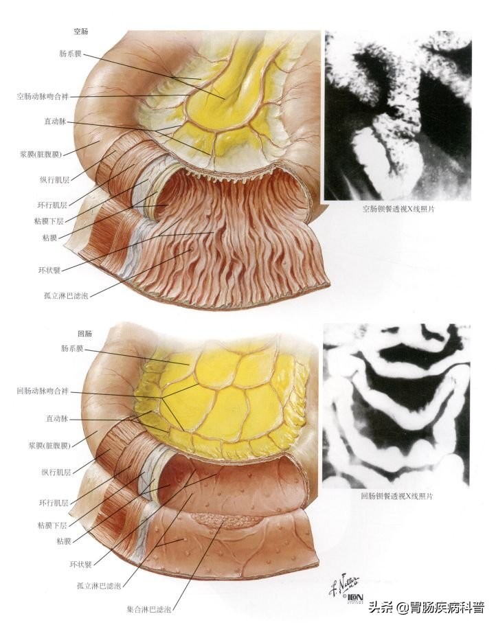 消化系统内镜解剖与诊断图谱,解剖消化系统重点试题