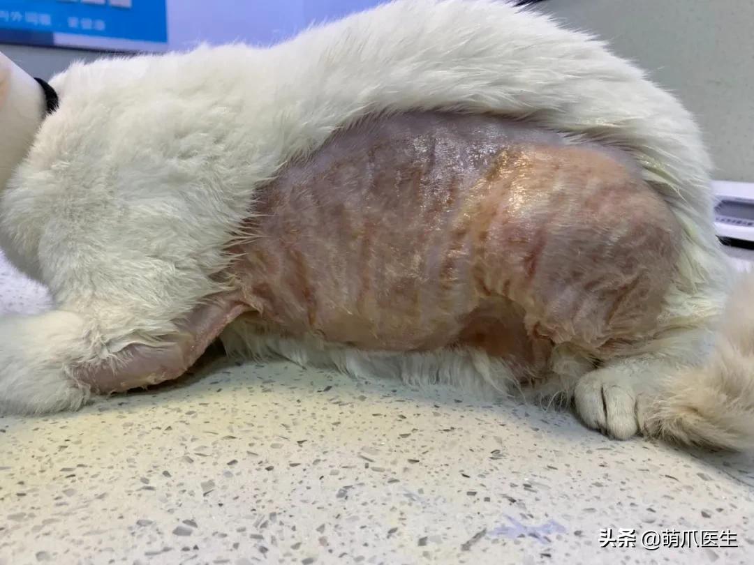 猫咪一不小心被水烫到,盘点猫咪被烫过的倒霉瞬间