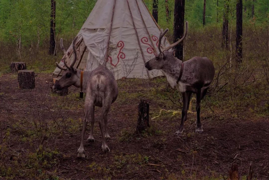 呼伦贝尔感受大自然的美好,呼伦贝尔终生难忘的草原